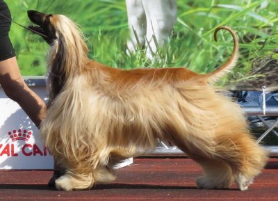 Afghan Hound