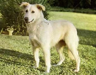 Aïdi (Perro de montaña del Atlas)