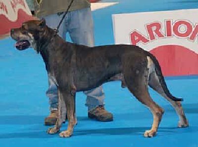 Alano español