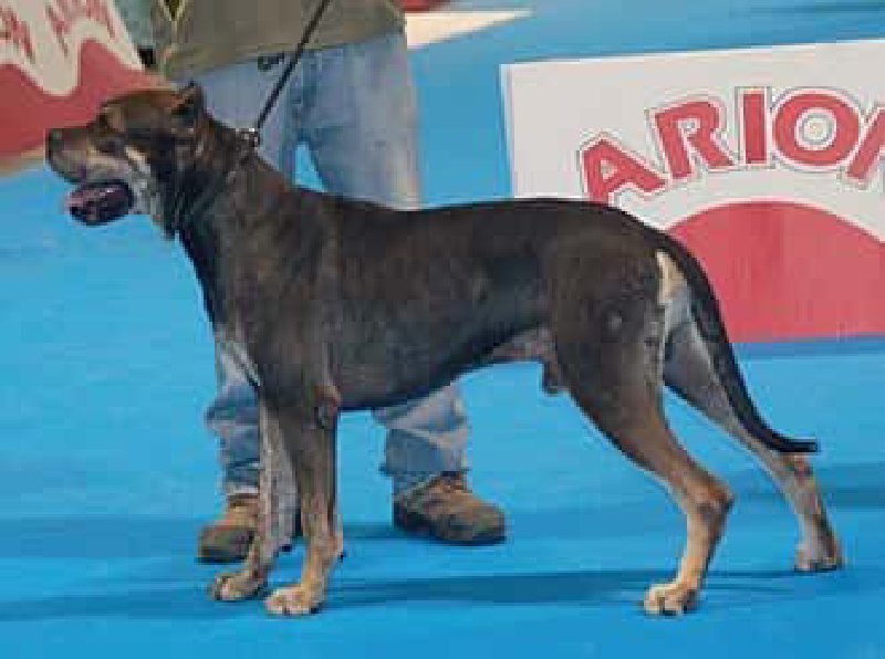 Alano español