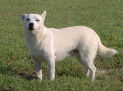 Alopekis: perro griego de caza y granja