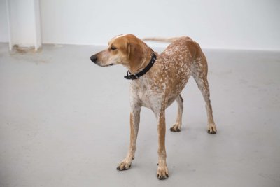 American English Coonhound