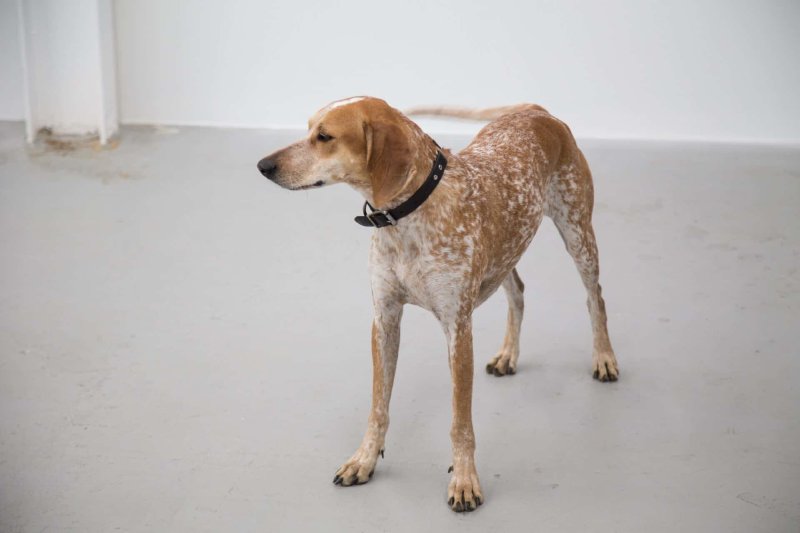 American English Coonhound