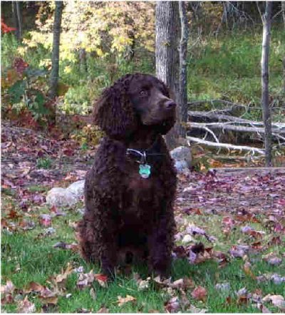 American Cocker Spaniel