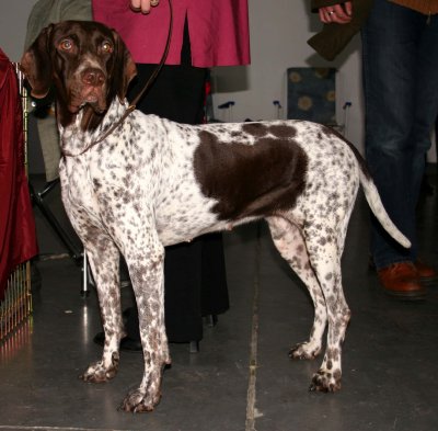 Antiguo perro de muestra danés