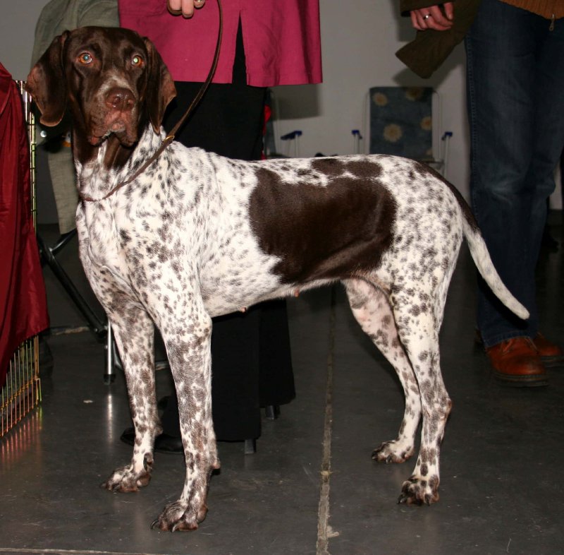 Antiguo perro de muestra danés