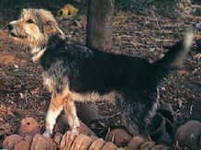 Armant: el perro pastor y de guarda Egipcio