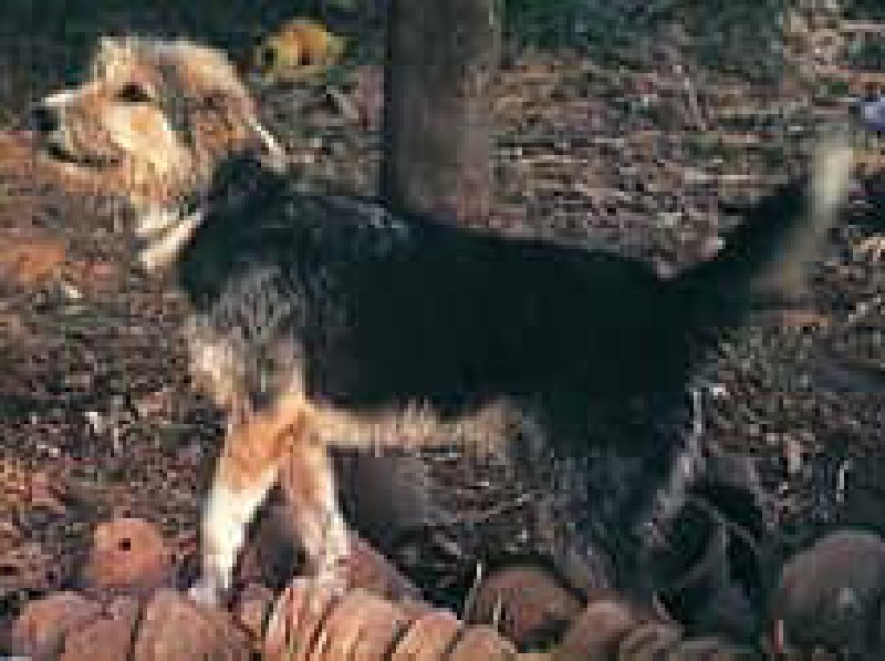 Armant: el perro pastor y de guarda Egipcio