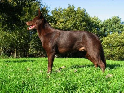 Kelpie Australiano