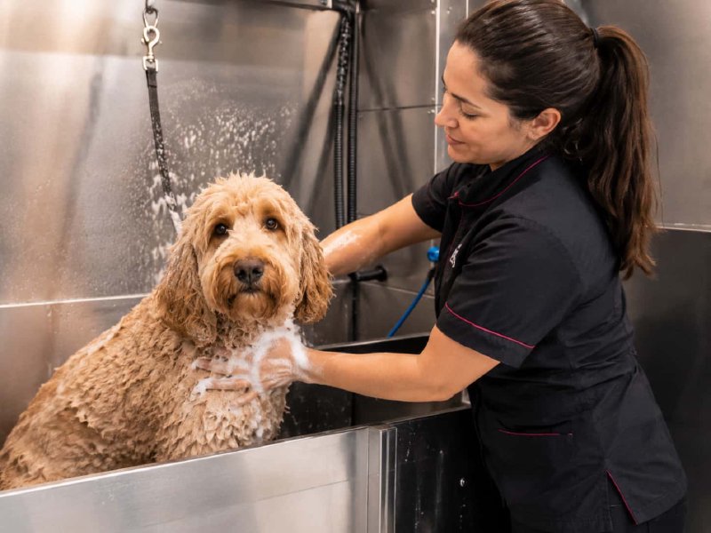 Bañamos a tu perro al lado de casa para que no tengas que desplazarte