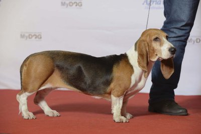 Basset artesiano de Normandía