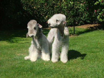Terrier Bedlington
