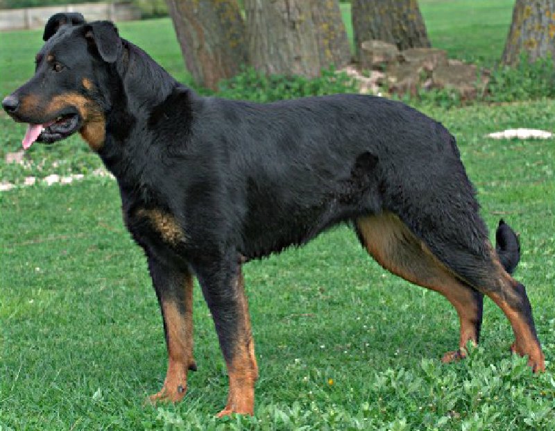 Berger de Beauce