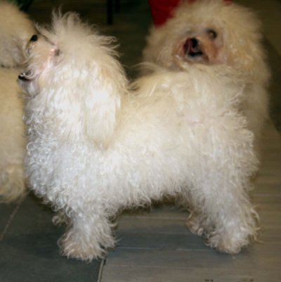 Bichón boloñés