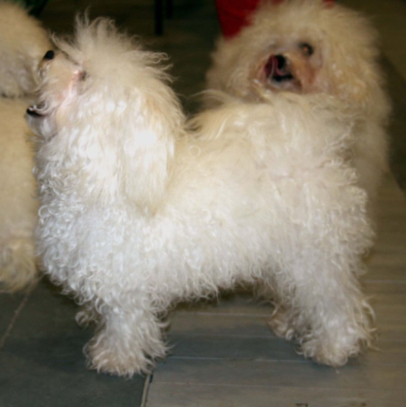 Bichón boloñés