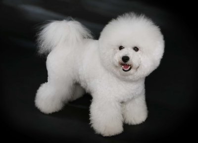 Bichón de pelo rizado