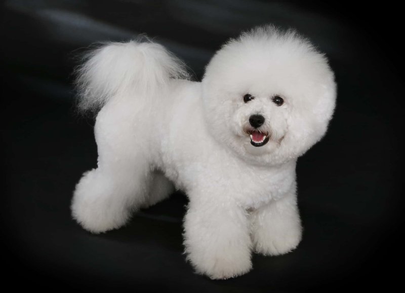Bichón de pelo rizado