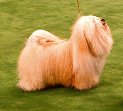 Bichón Habanero