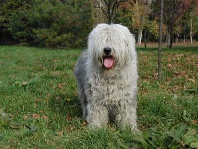 Bobtail: antiguo perro de pastor inglés
