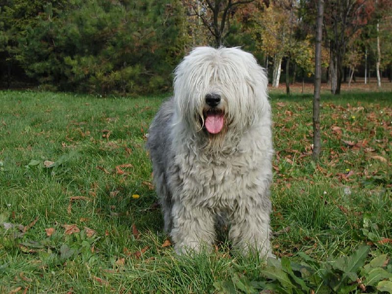 Bobtail: antiguo perro de pastor inglés