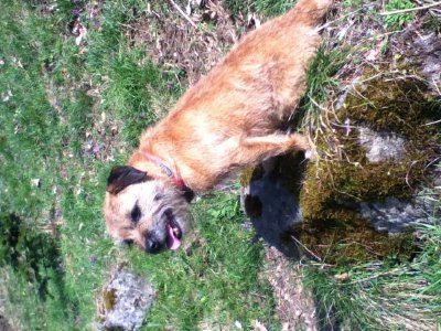 Border Terrier