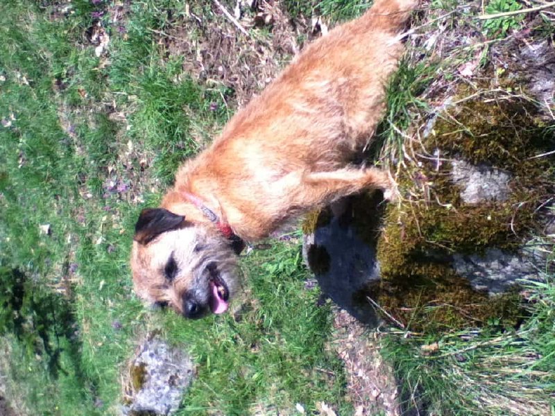 Border Terrier