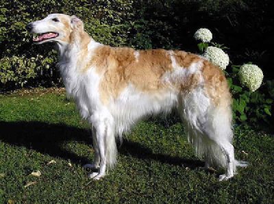 Borzoi (Ruska Pava Borzaya)