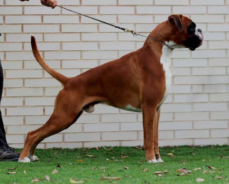 Boxer