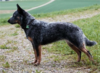 Boyero australiano