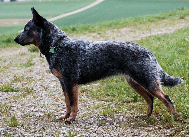Boyero australiano