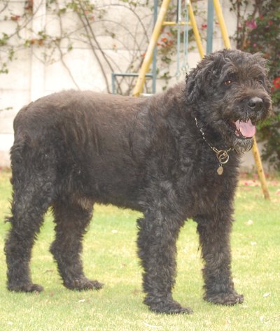 Boyero de Flandes