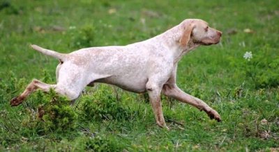 Braco del Ariege
