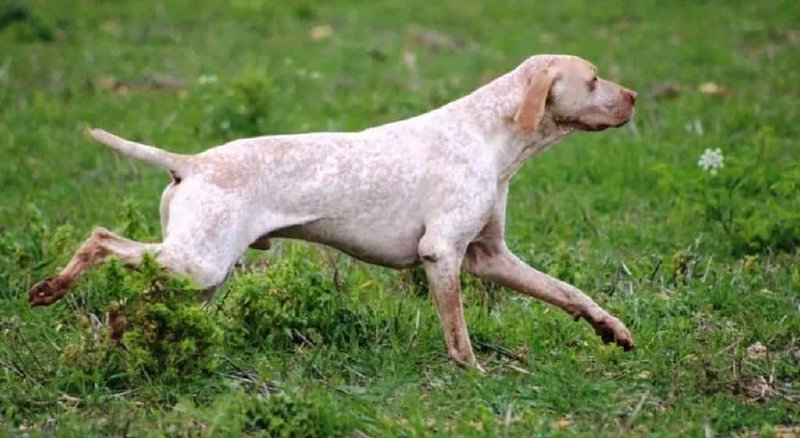 Braco del Ariege