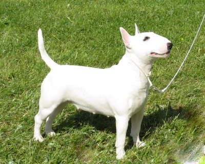 Bull Terrier Miniatura