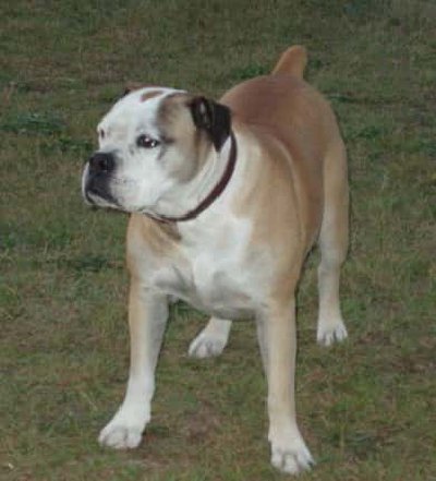 Bulldog campero brasileño
