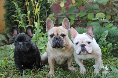 Bulldog francés