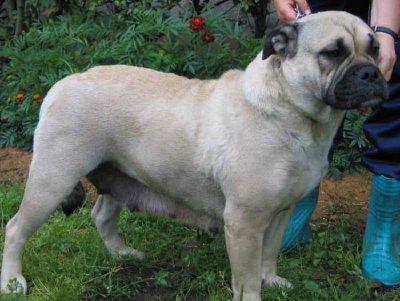 Perro dogo mallorquín