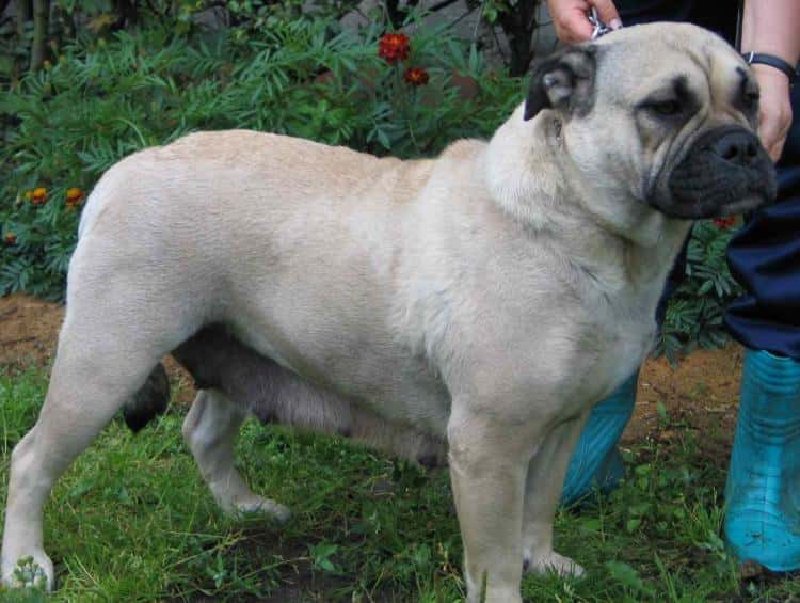 Perro dogo mallorquín