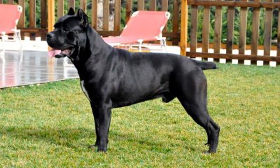 Cane Corso Italiano