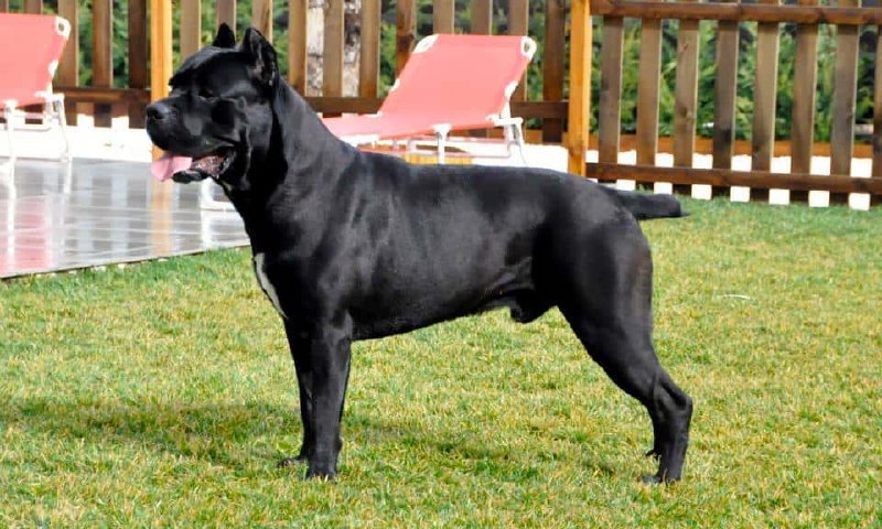 Cane Corso Italiano