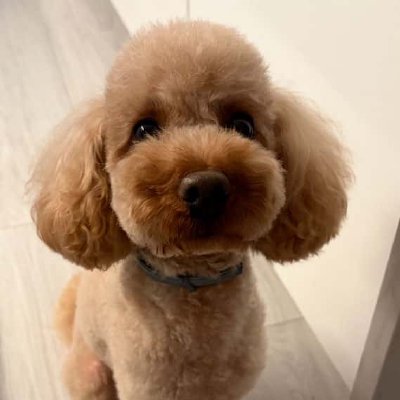 Caniche