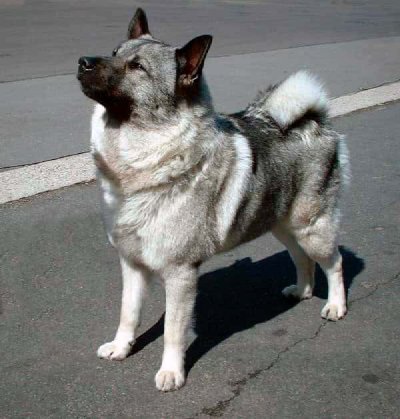 Cazador de alces noruego gris