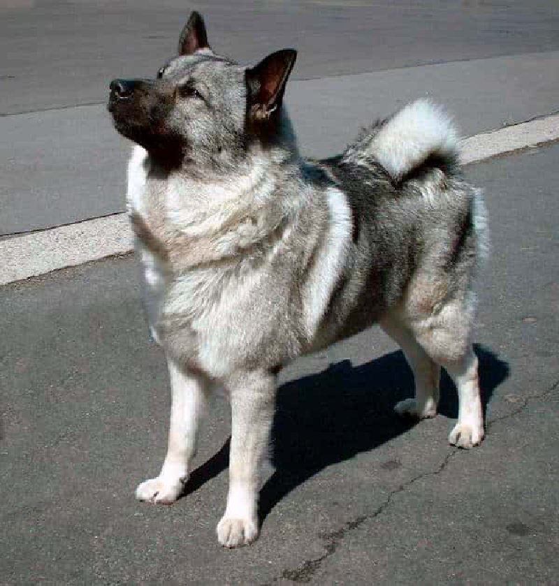 Cazador de alces noruego gris