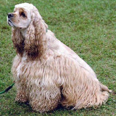 Cocker spaniel americano