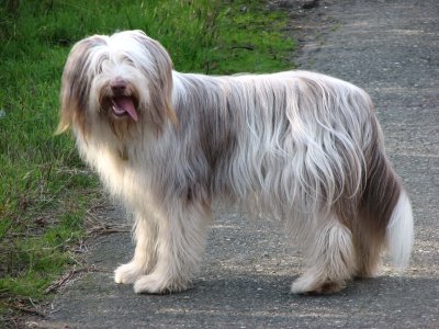 Collie Barbudo