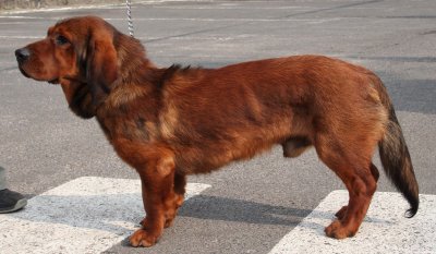 Dachsbracke de los Alpes