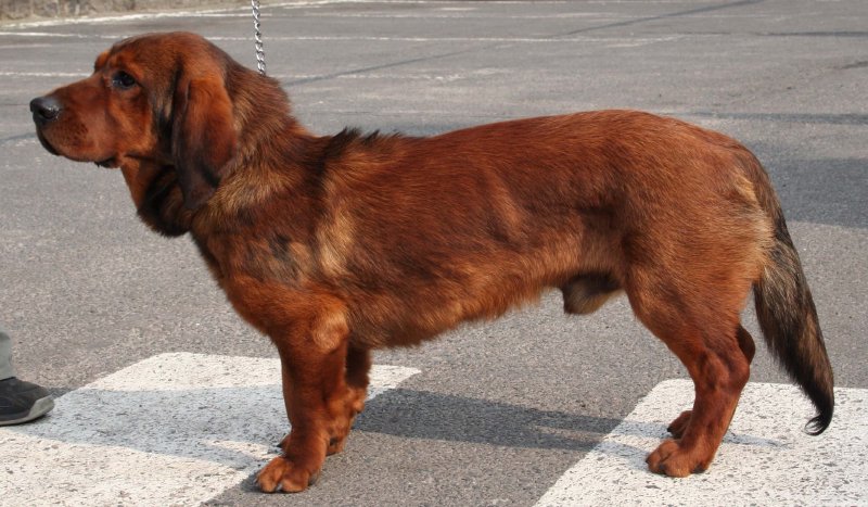 Dachsbracke de los Alpes