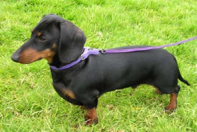 Dachshund: Tekel o perro salchicha