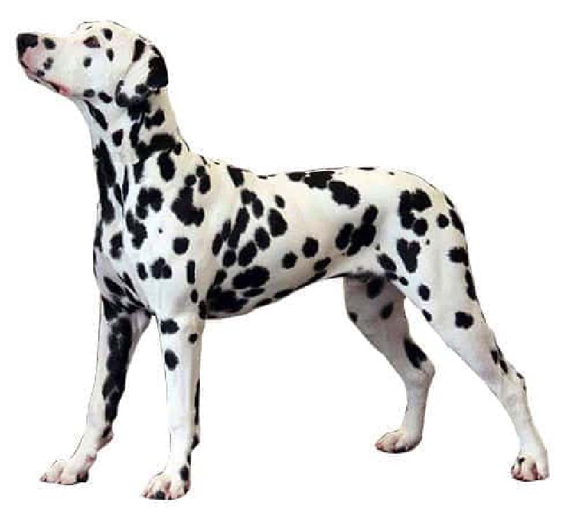 Dálmata