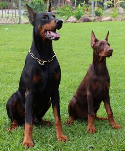 Dobermann